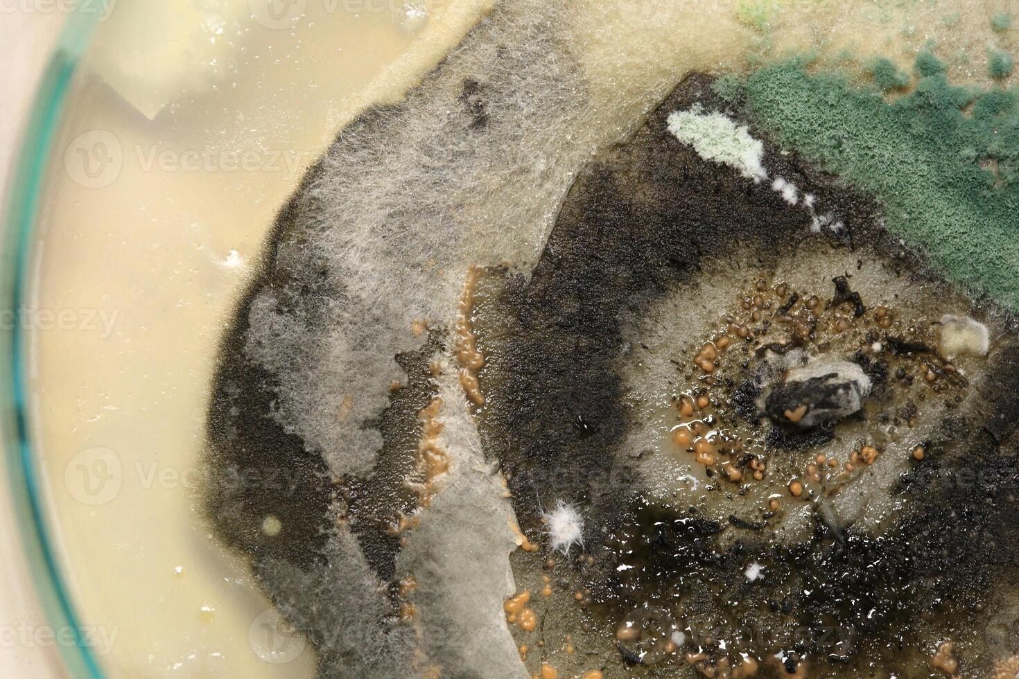 Penicillium, ascomycetous fungi are of major importance in the natural environment as well as food and drug production. photo