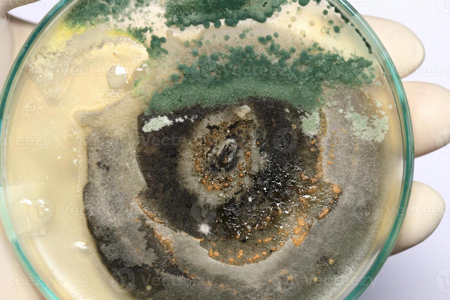Penicillium, ascomycetous fungi are of major importance in the natural environment as well as food and drug production. photo