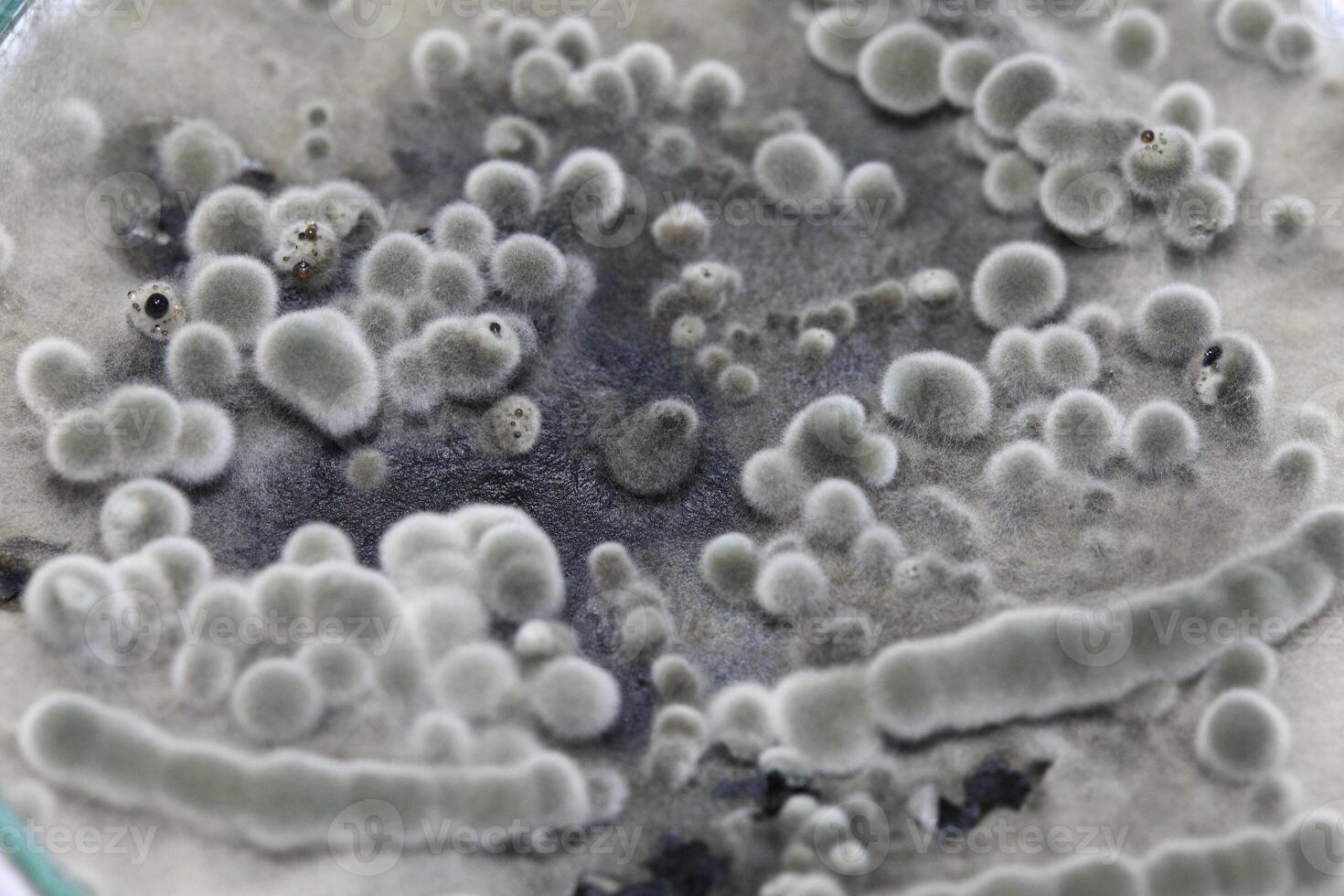 Penicillium, ascomycetous fungi are of major importance in the natural environment as well as food and drug production. photo