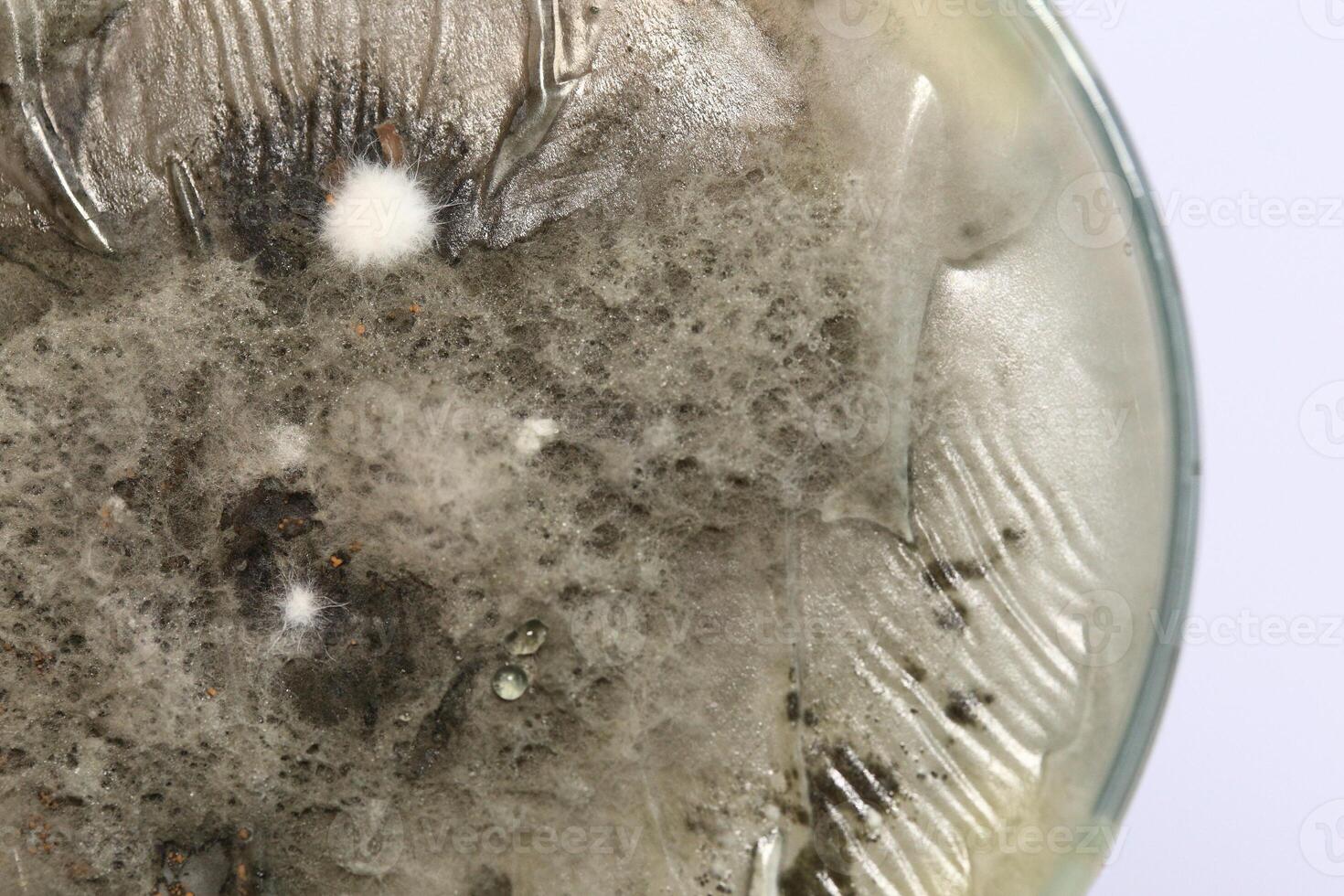 Penicillium, ascomycetous fungi are of major importance in the natural environment as well as food and drug production. photo