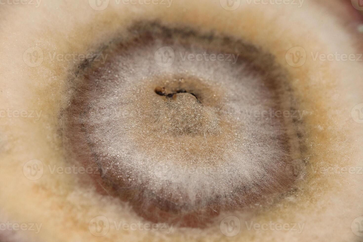 Penicillium, ascomycetous fungi are of major importance in the natural environment as well as food and drug production. photo