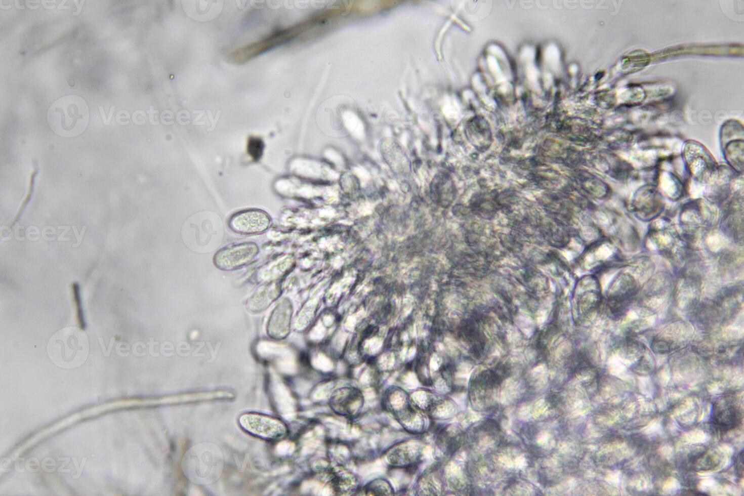 Penicillium, ascomycetous fungi are of major importance in the natural environment as well as food and drug production. photo