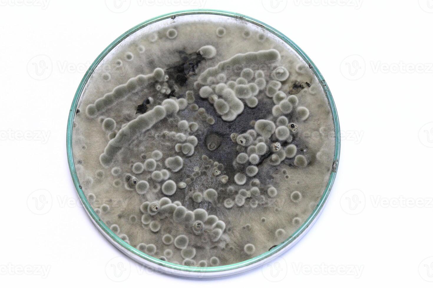 Penicillium, ascomycetous fungi are of major importance in the natural environment as well as food and drug production. photo