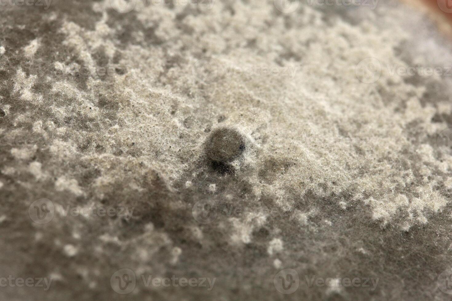 Penicillium, ascomycetous fungi are of major importance in the natural environment as well as food and drug production. photo