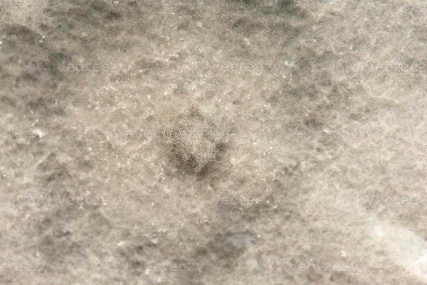 Penicillium, ascomycetous fungi are of major importance in the natural environment as well as food and drug production. photo