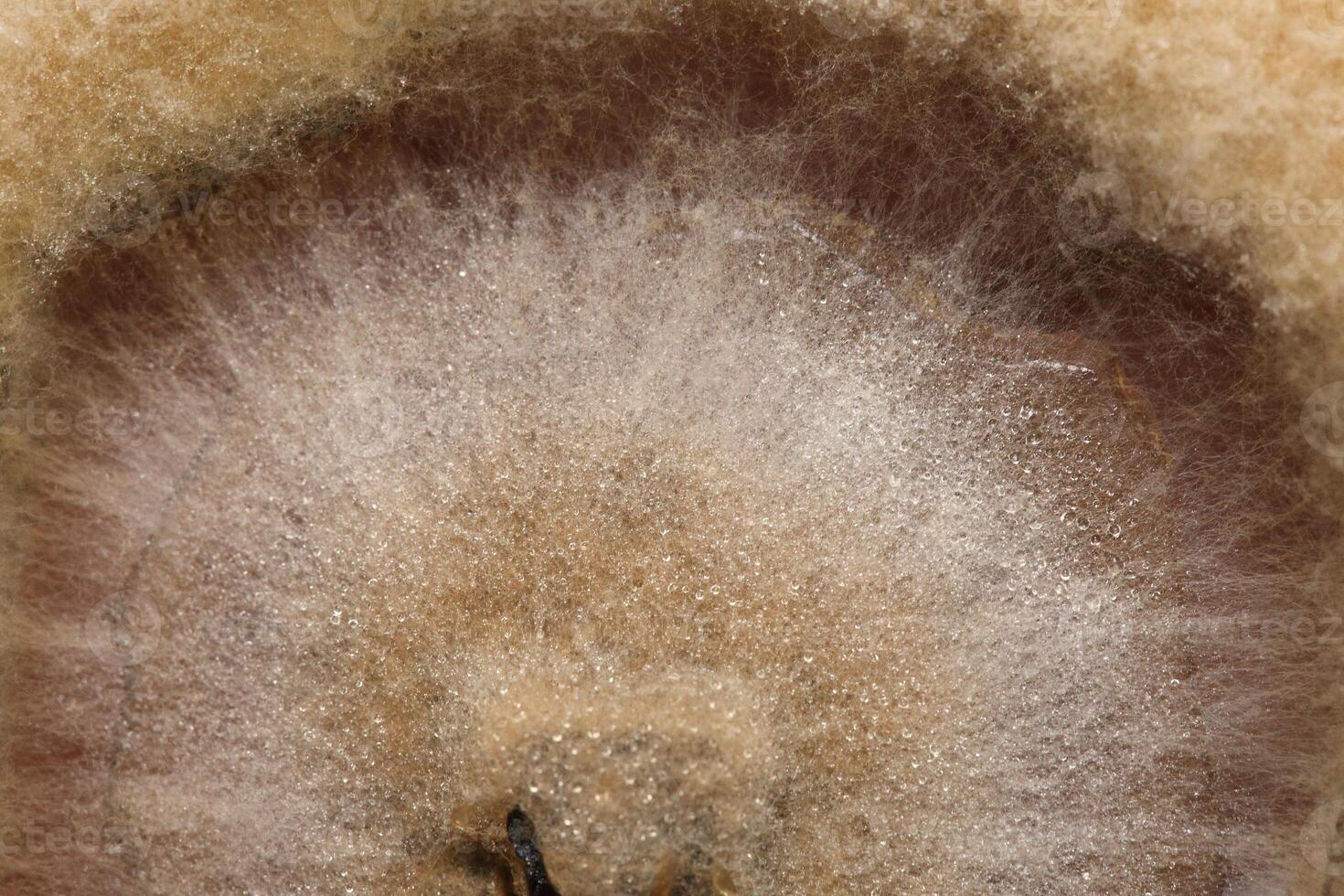 Penicillium, ascomycetous fungi are of major importance in the natural environment as well as food and drug production. photo