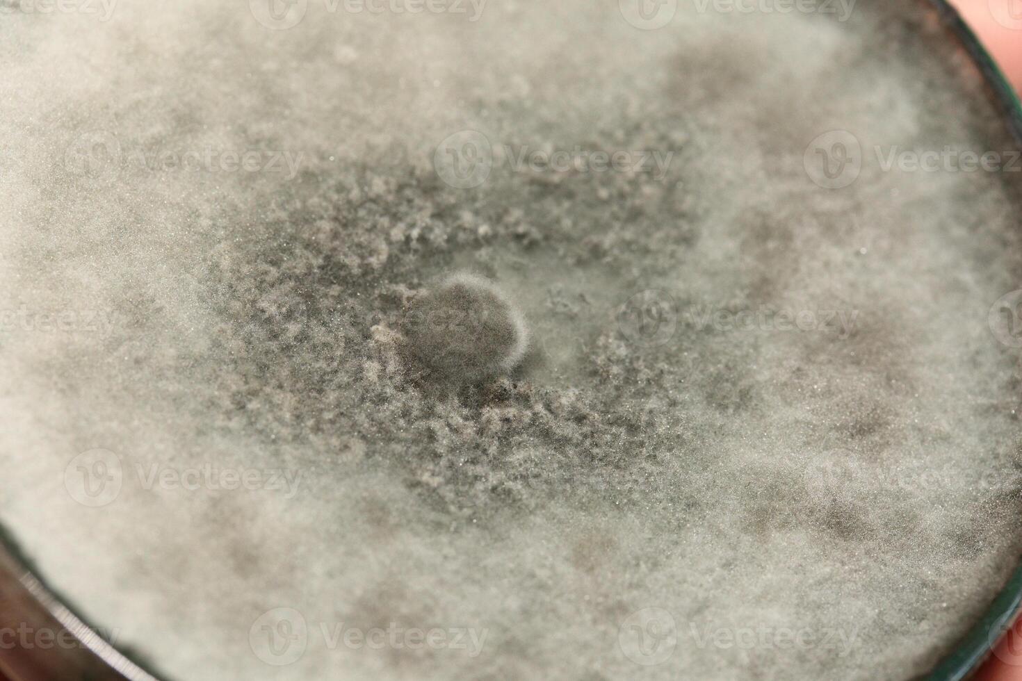 Penicillium, ascomycetous fungi are of major importance in the natural environment as well as food and drug production. photo