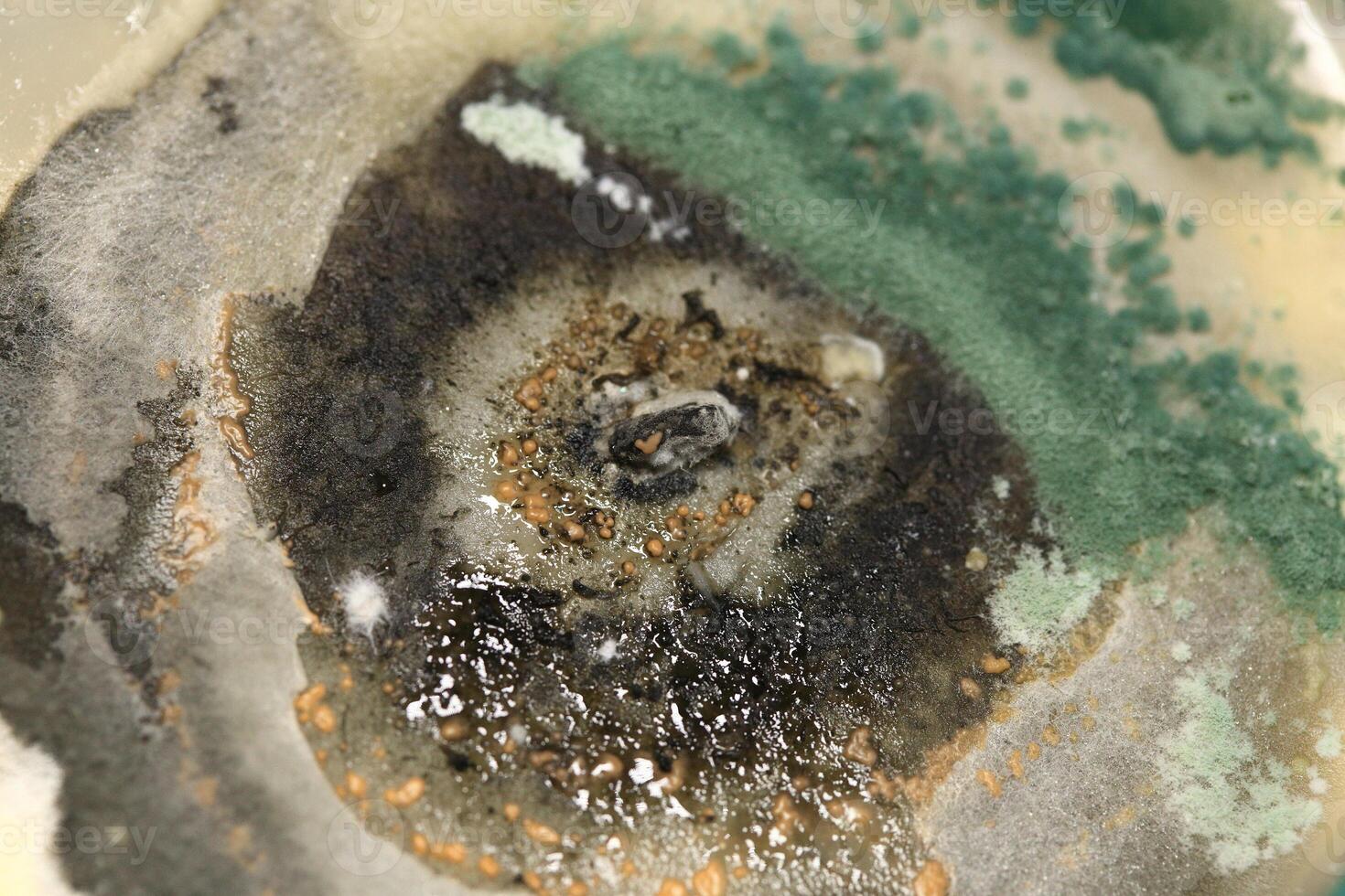 Penicillium, ascomycetous fungi are of major importance in the natural environment as well as food and drug production. photo