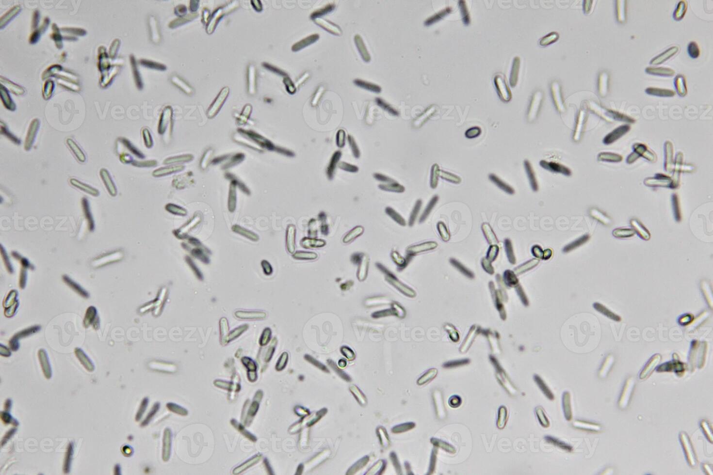 Penicillium, ascomycetous fungi are of major importance in the natural environment as well as food and drug production. photo