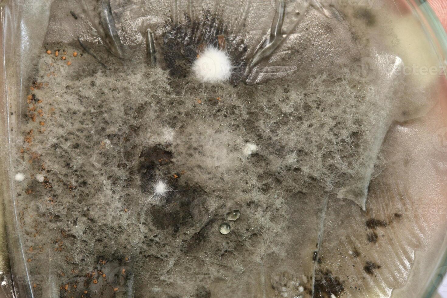 Penicillium, ascomycetous fungi are of major importance in the natural environment as well as food and drug production. photo
