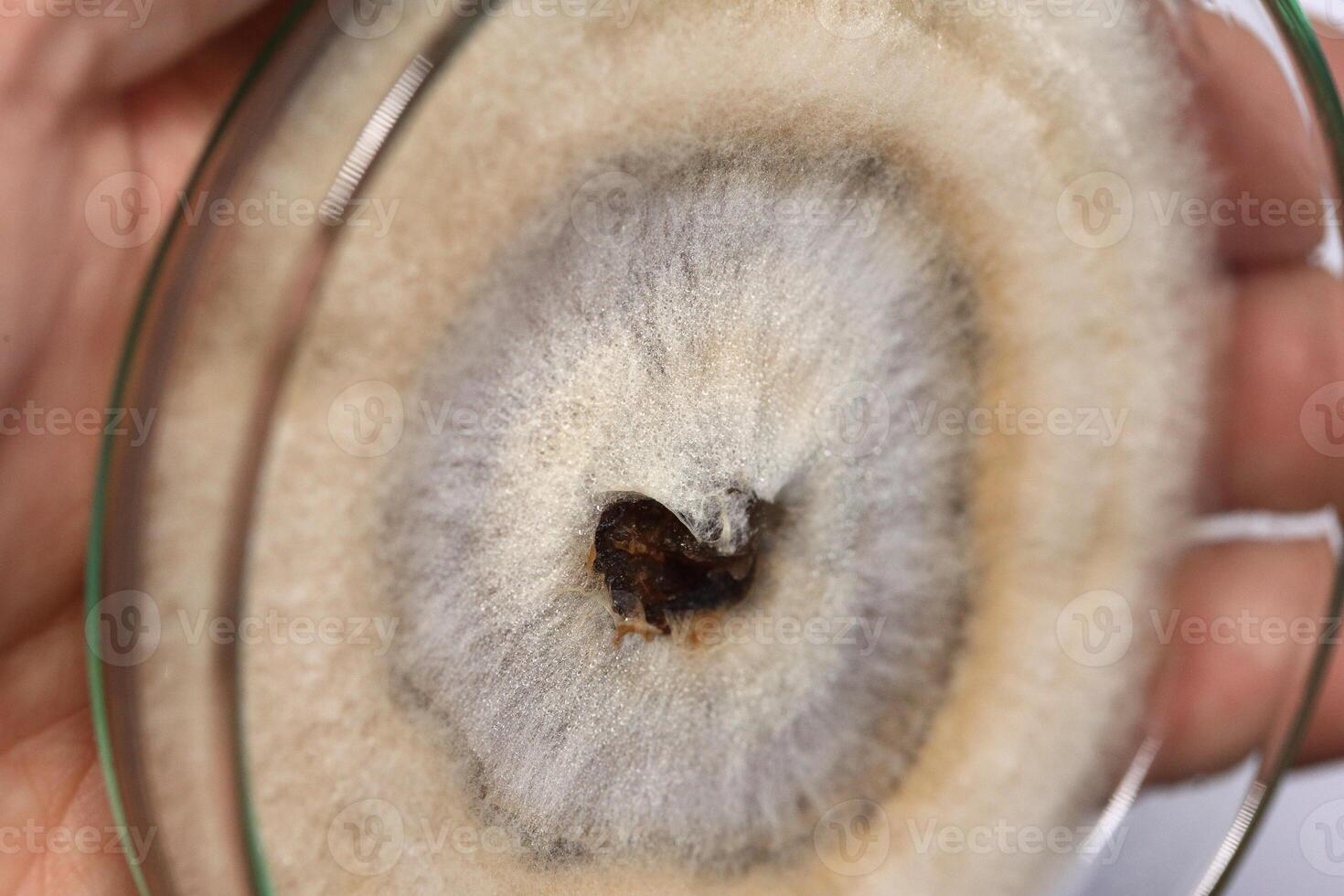 Penicillium, ascomycetous fungi are of major importance in the natural environment as well as food and drug production. photo