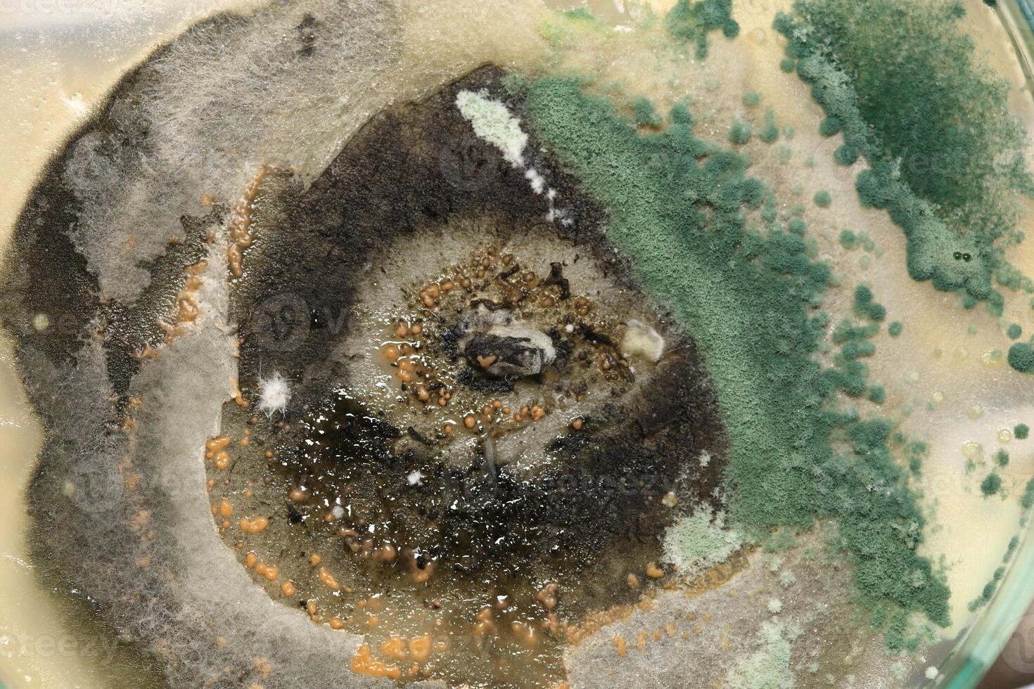 Penicillium, ascomycetous fungi are of major importance in the natural environment as well as food and drug production. photo