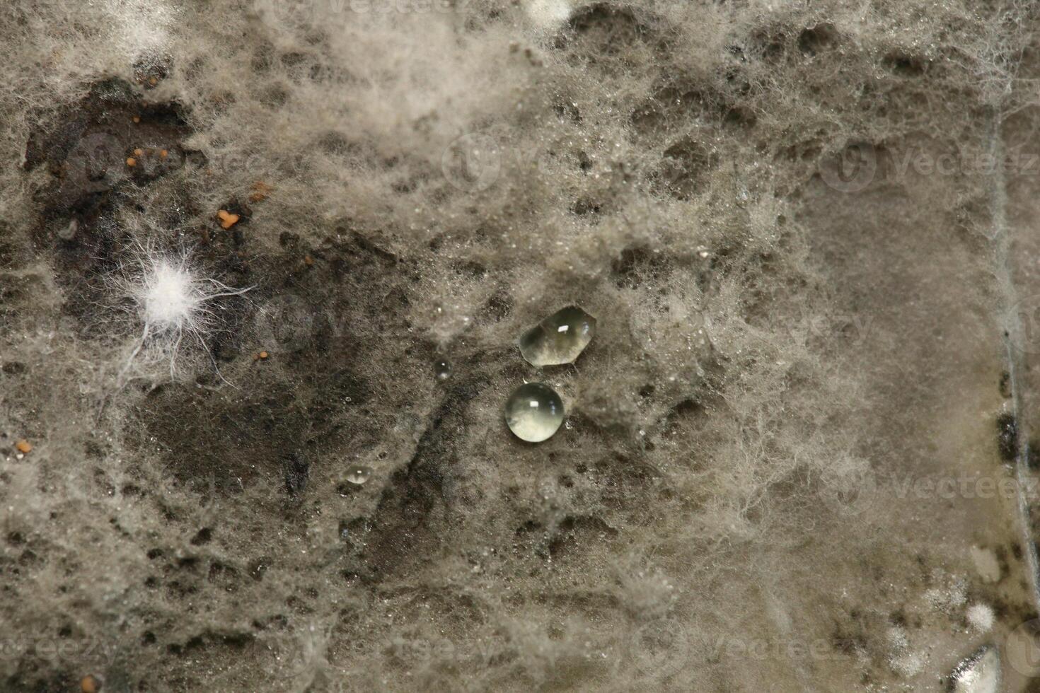 Penicillium, ascomycetous fungi are of major importance in the natural environment as well as food and drug production. photo