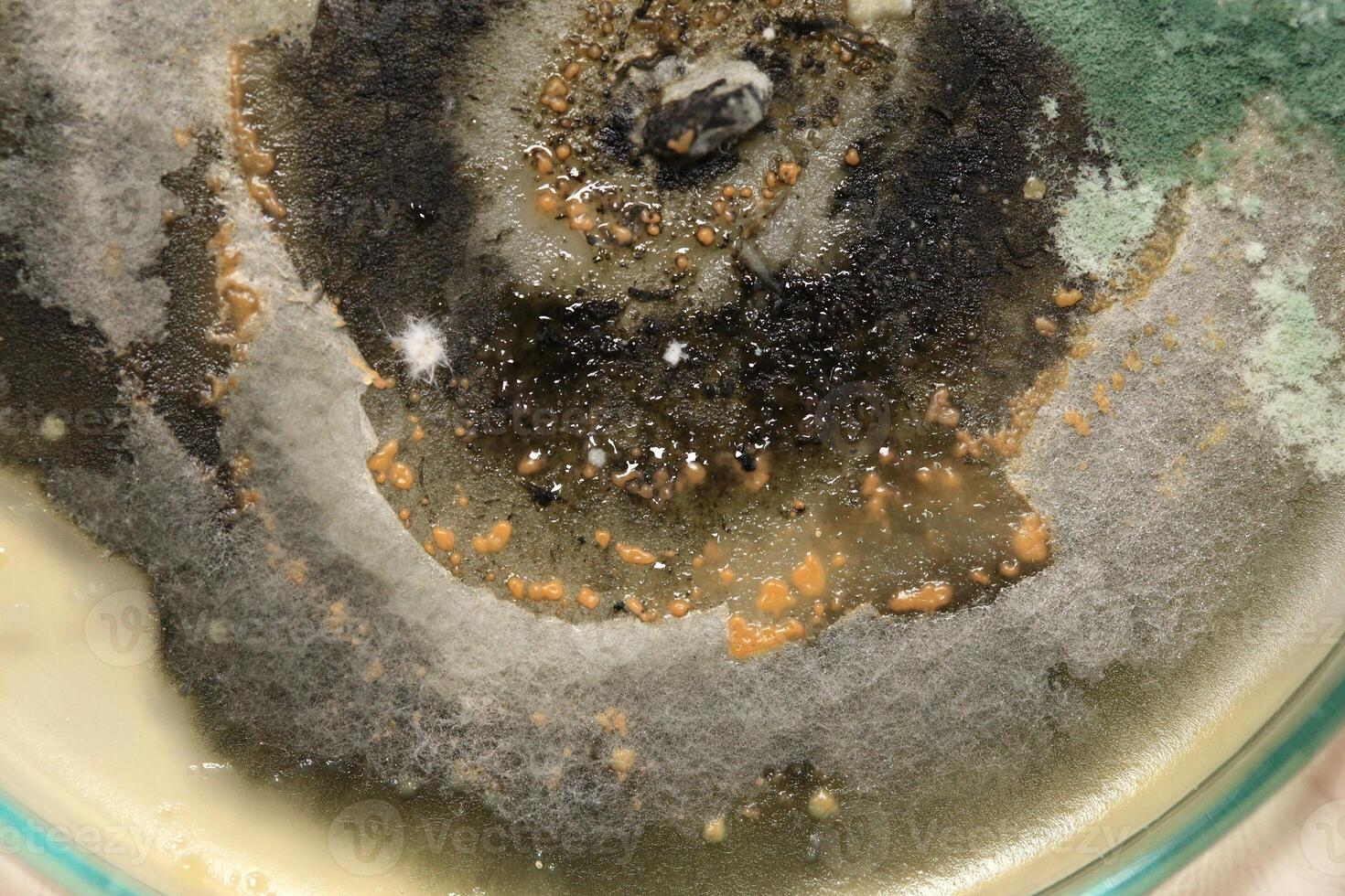 Penicillium, ascomycetous fungi are of major importance in the natural environment as well as food and drug production. photo