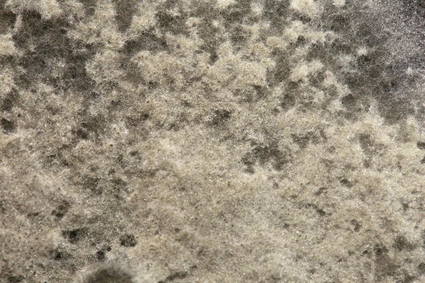 Penicillium, ascomycetous fungi are of major importance in the natural environment as well as food and drug production. photo