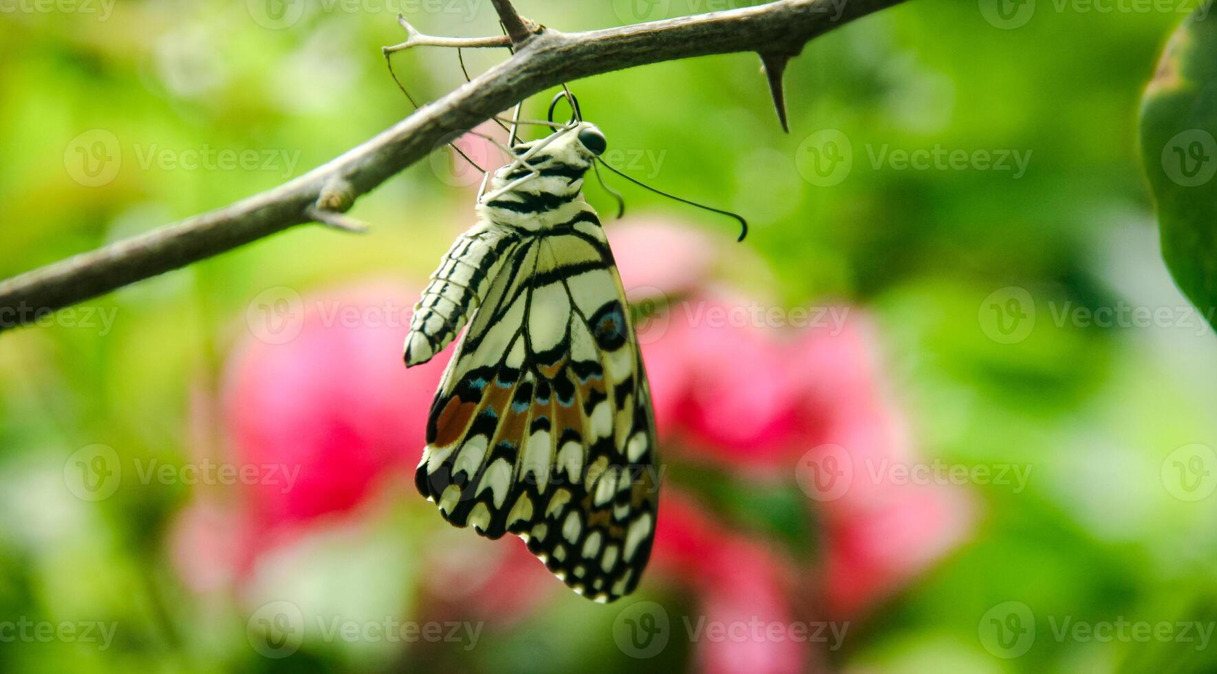 Papilio Demoleus or lime butterfly, which perched on flowering plants, is called lime butterfly because the larvae of this butterfly are pests on lime plants photo