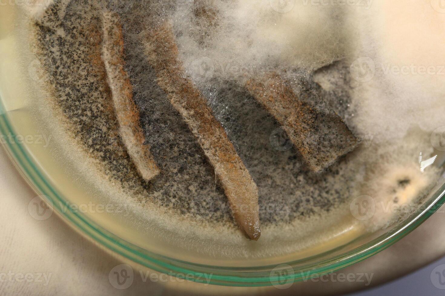 Penicillium, ascomycetous fungi are of major importance in the natural environment as well as food and drug production. photo