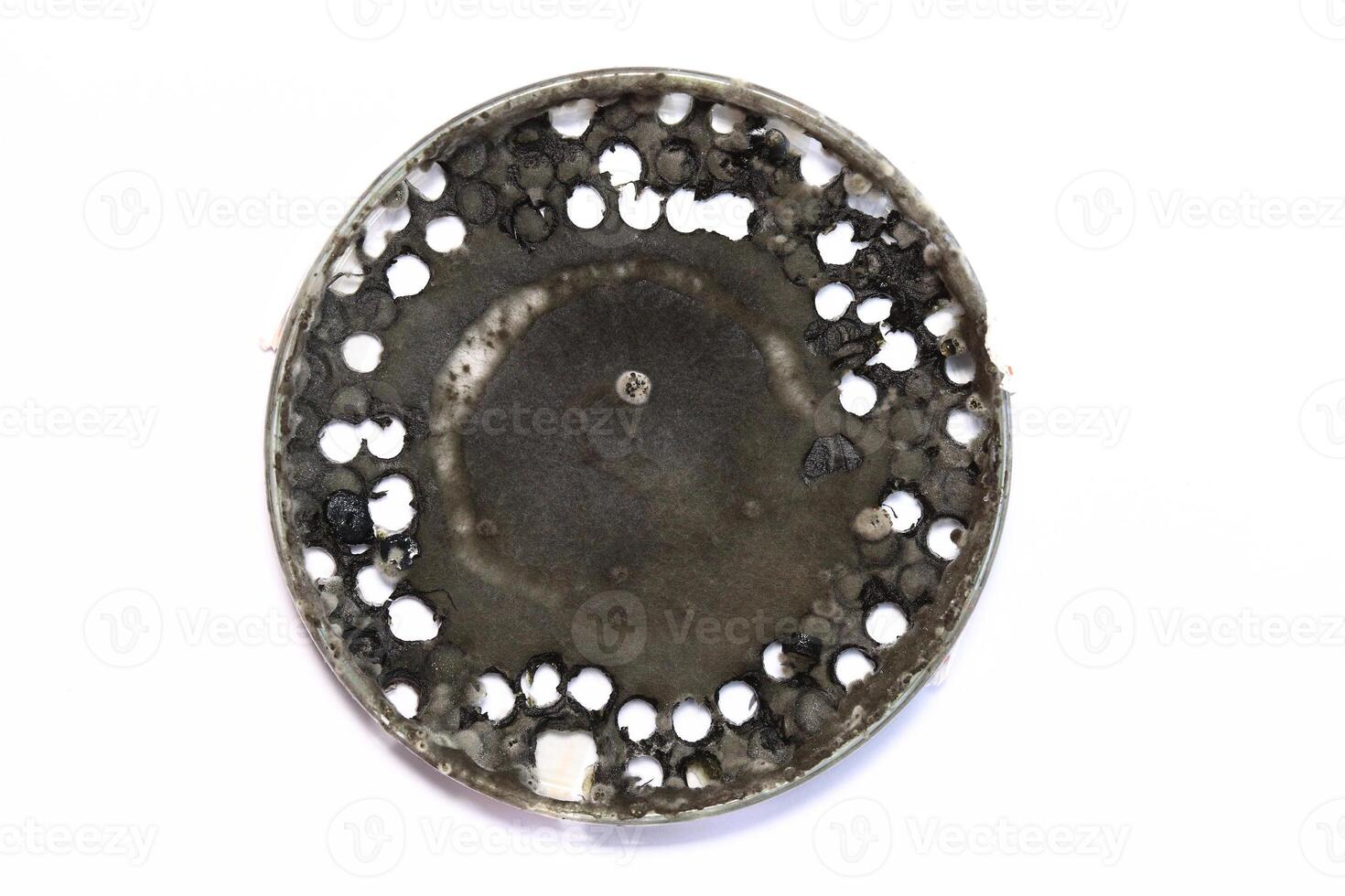 Penicillium, ascomycetous fungi are of major importance in the natural environment as well as food and drug production. photo