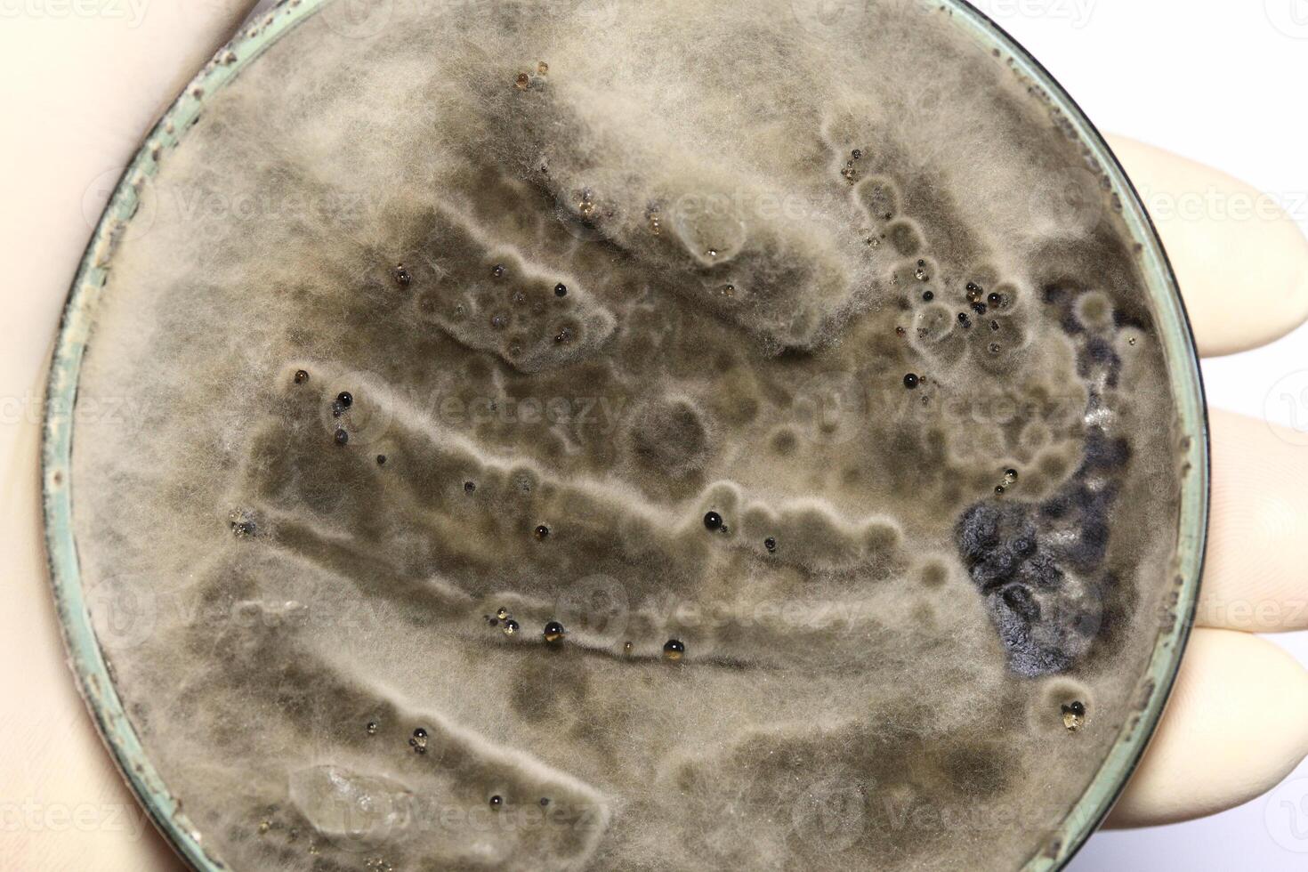 Penicillium, ascomycetous fungi are of major importance in the natural environment as well as food and drug production. photo