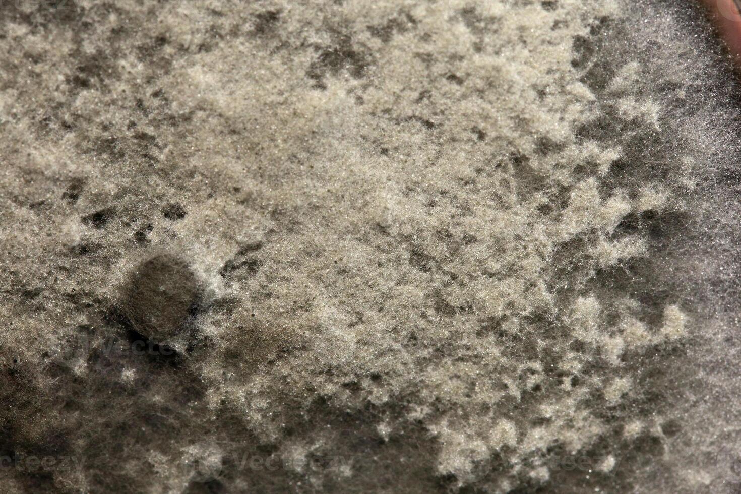 Penicillium, ascomycetous fungi are of major importance in the natural environment as well as food and drug production. photo