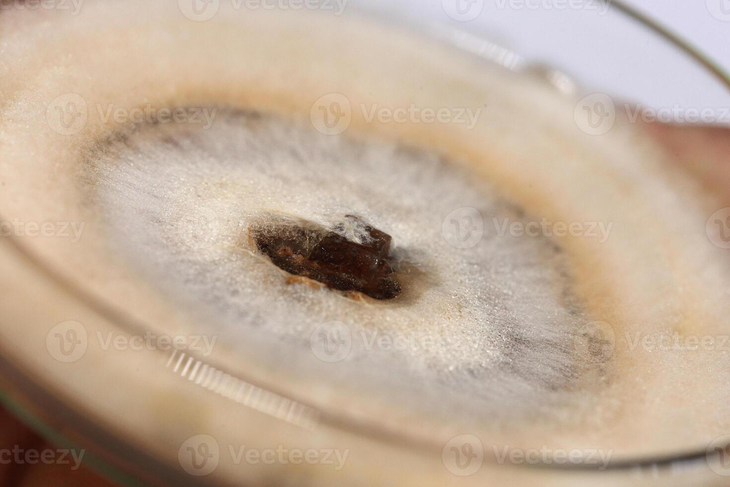 Penicillium, ascomycetous fungi are of major importance in the natural environment as well as food and drug production. photo