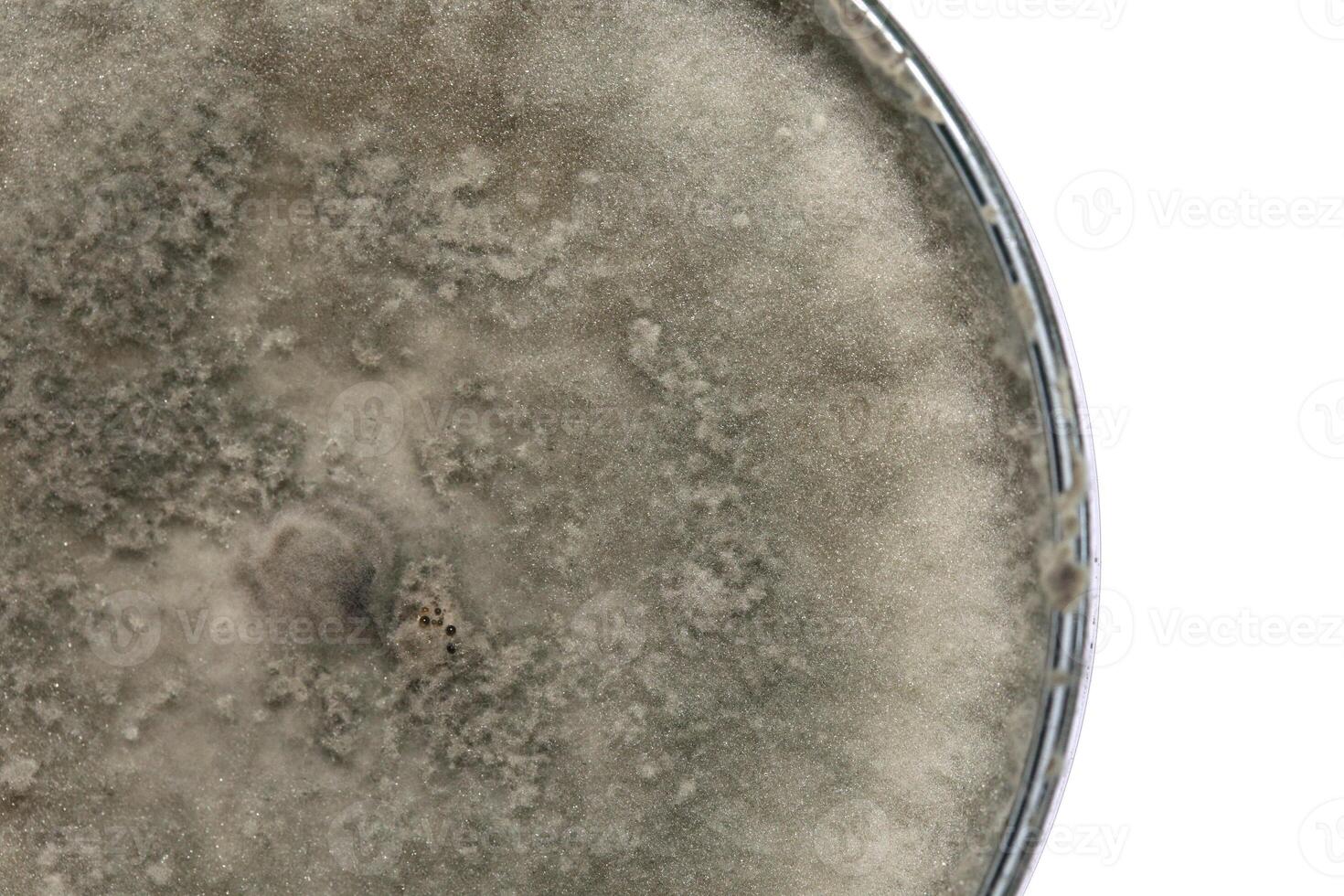 Penicillium, ascomycetous fungi are of major importance in the natural environment as well as food and drug production. photo