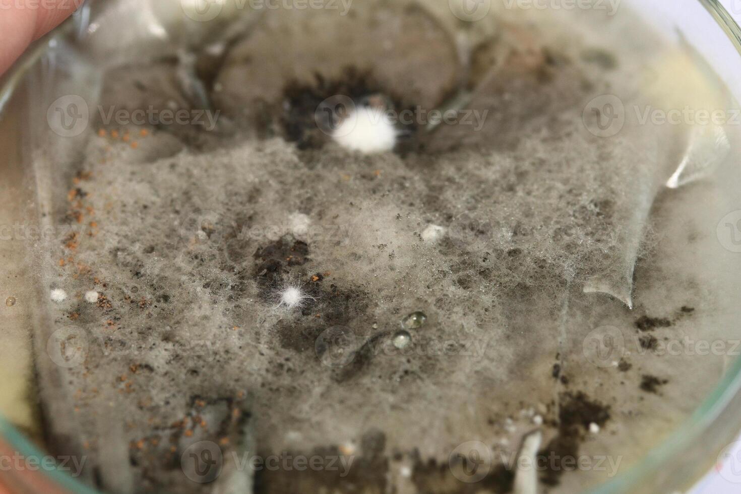 Penicillium, ascomycetous fungi are of major importance in the natural environment as well as food and drug production. photo
