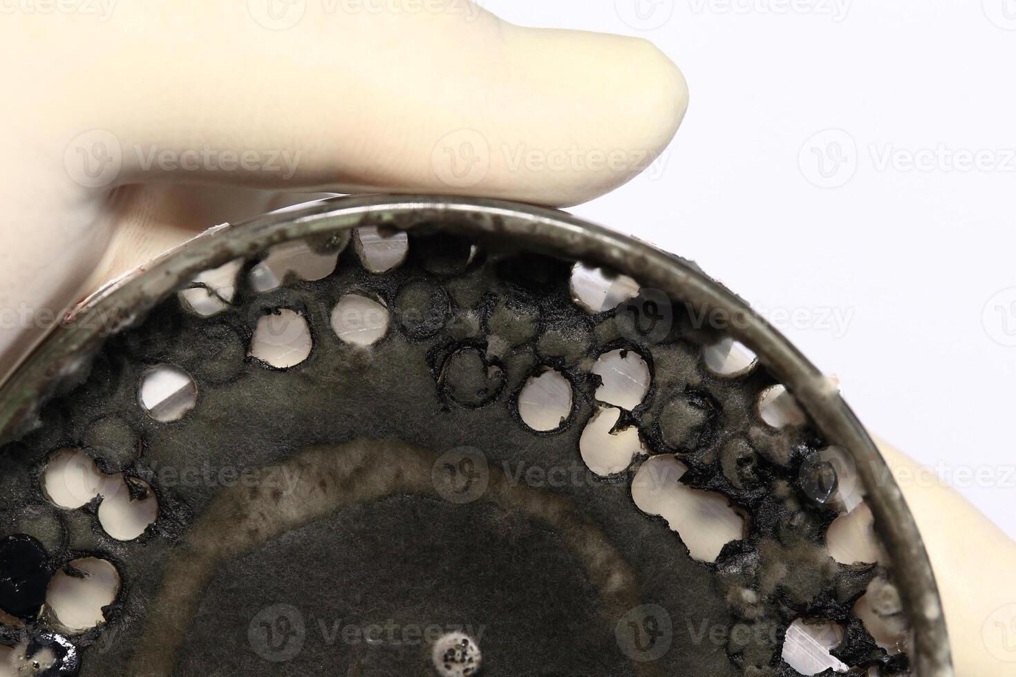 Penicillium, ascomycetous fungi are of major importance in the natural environment as well as food and drug production. photo