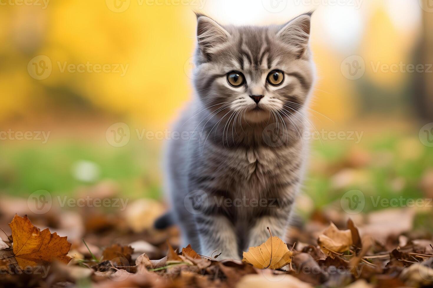 A small kitten is walking across a ground covered in fallen leaves, exploring its surroundings. photo