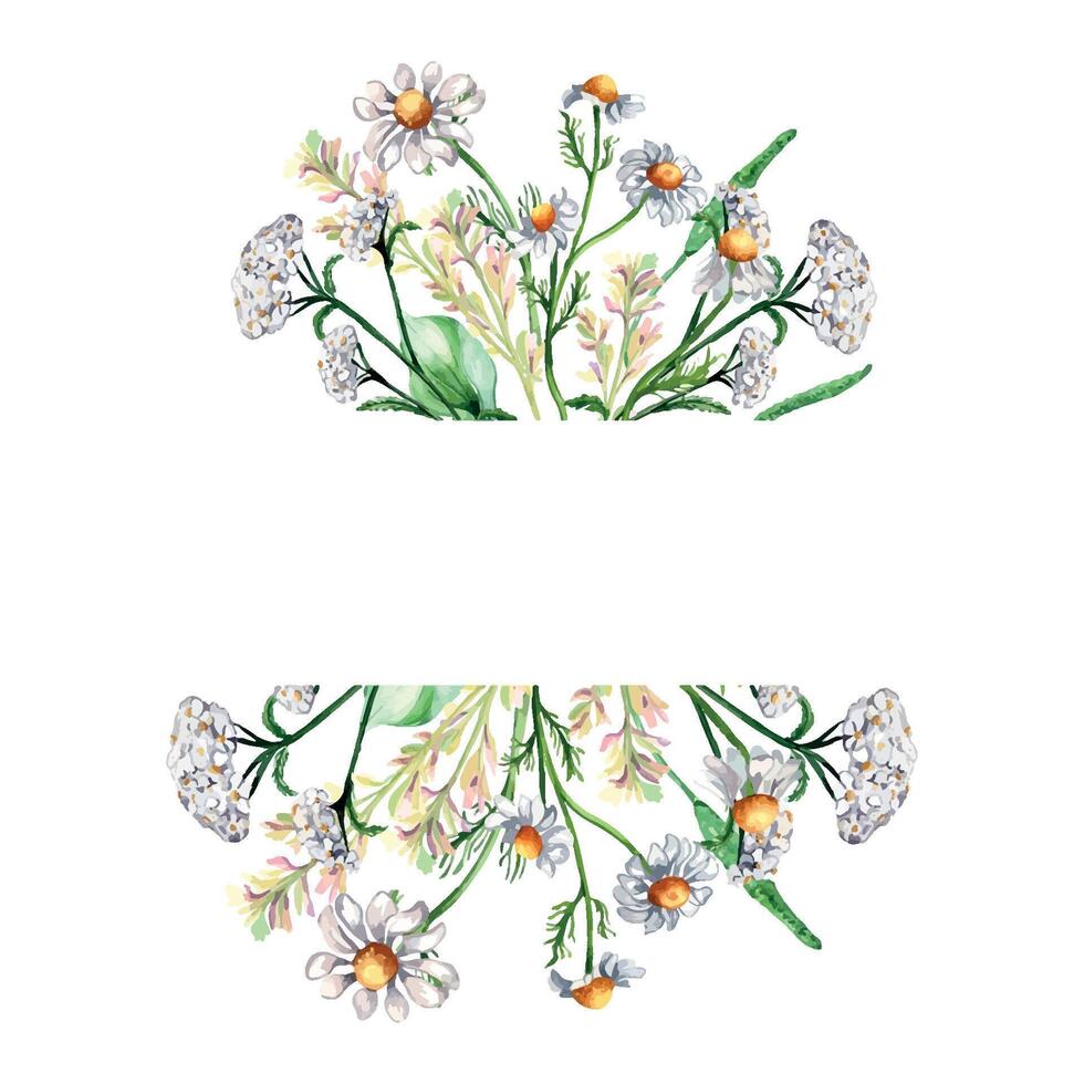 Frame of meadow medicinal flower, herb plants watercolor illustration isolated on white background. Chamomile, plantain, achillea yarrow in botanical sketch hand drawn. Design for label, package. vector