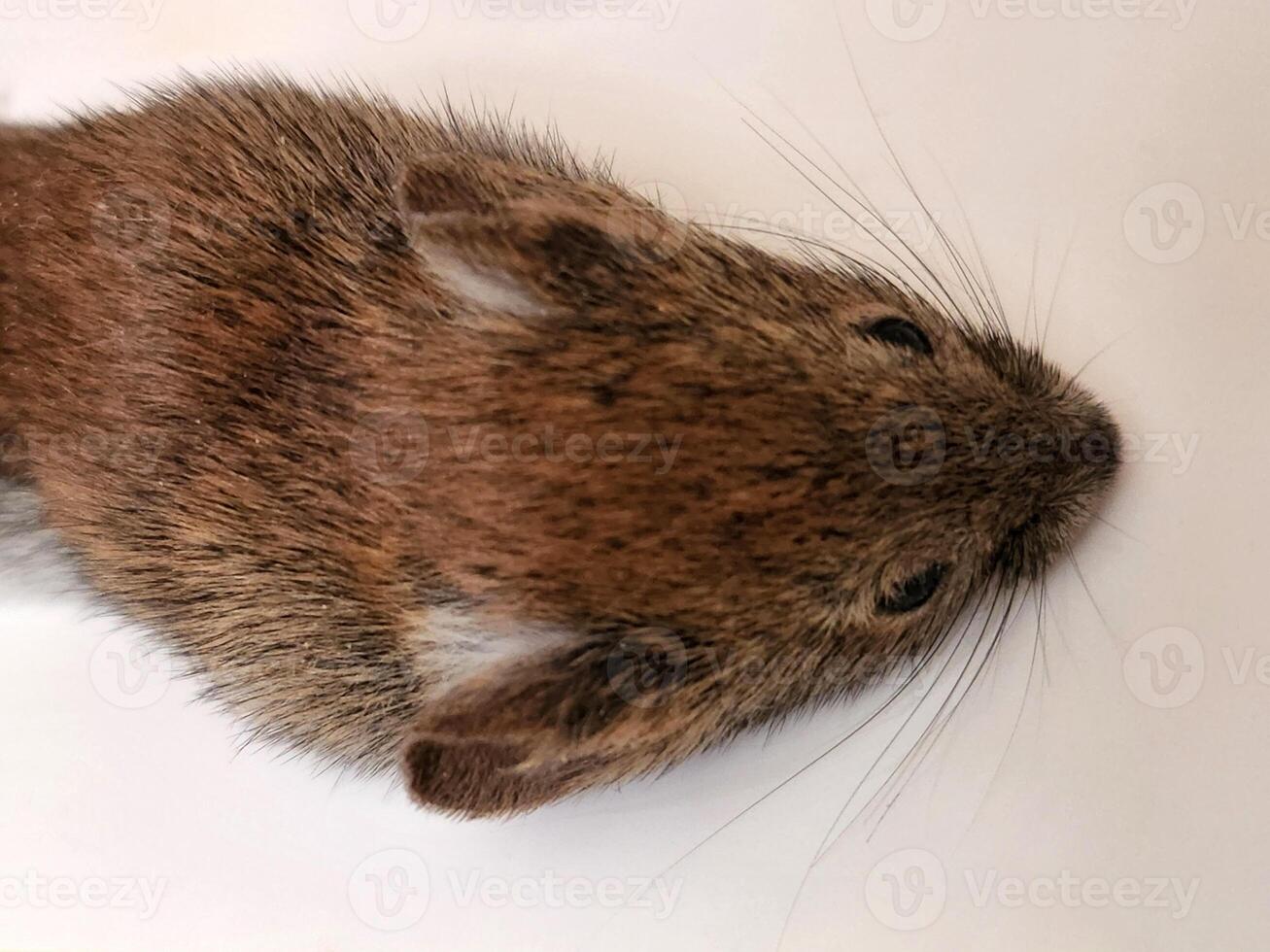Dead mouse. Small gnawing pest. Dead rodent photo