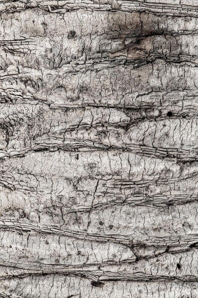 Palm tree bark texture. Background texture of tree bark. Skin the bark of a tree that traces cracking. Wood texture tree bark close photo