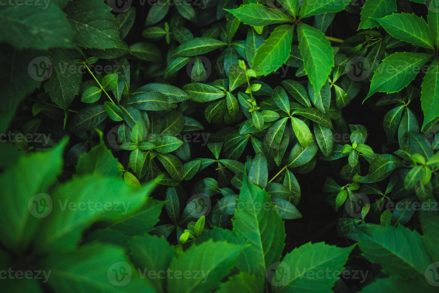 fresh green leaves background photo
