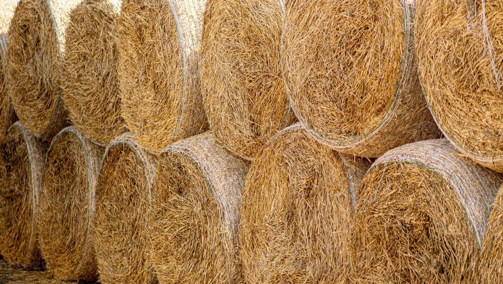 Hay bales neatly stacked on top of each other. Dry straw texture. photo
