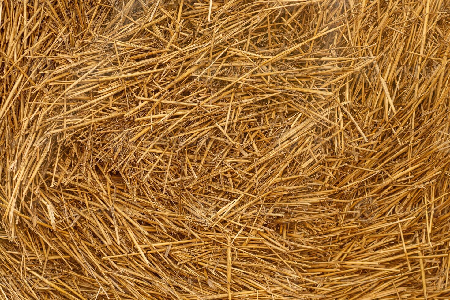 Dry straw texture. Hay background. Yellow dried grass. photo