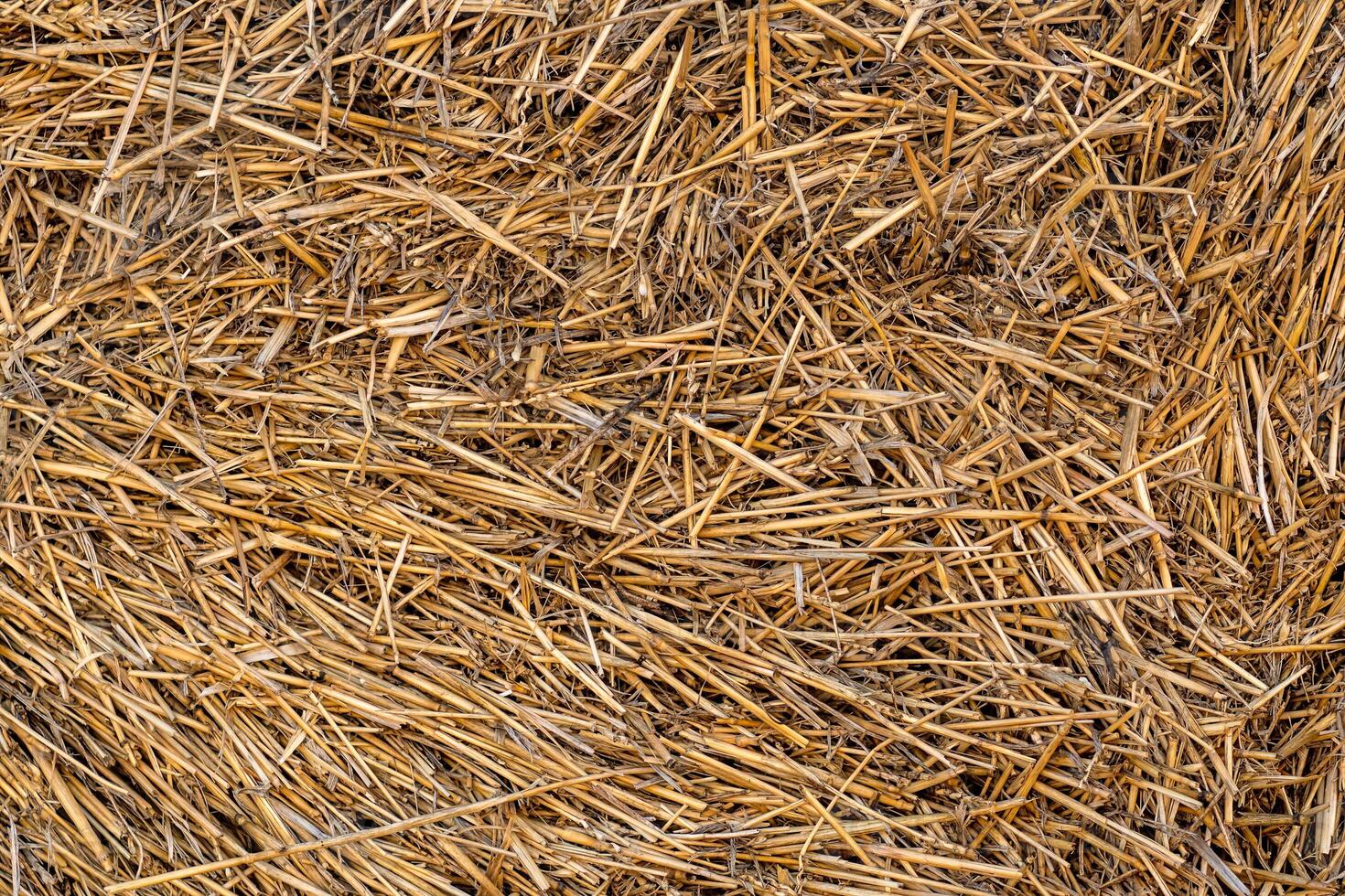 Dry hay texture. Background from dry yellow stems photo