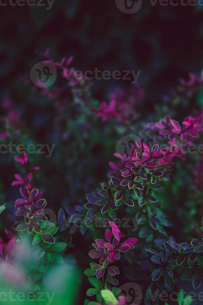 natural antecedentes desde multicolor hojas de plantas. foto