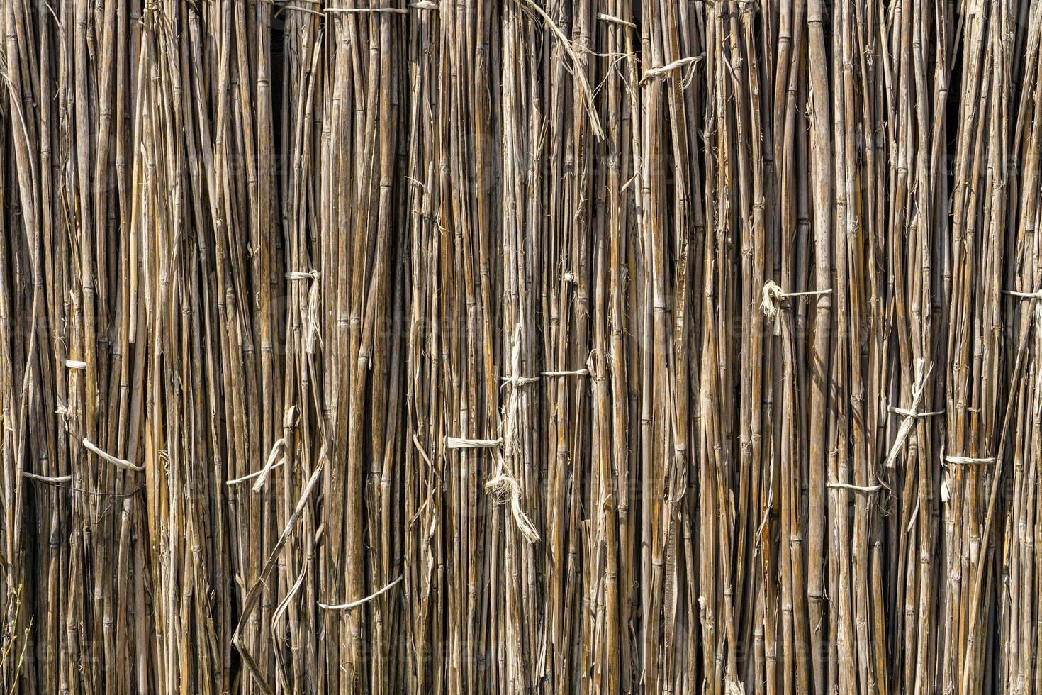 A background of dry reeds drawn by wire. Gray fence of dry stems. Dry thin reed in the wall. Reed Texture Close Up photo