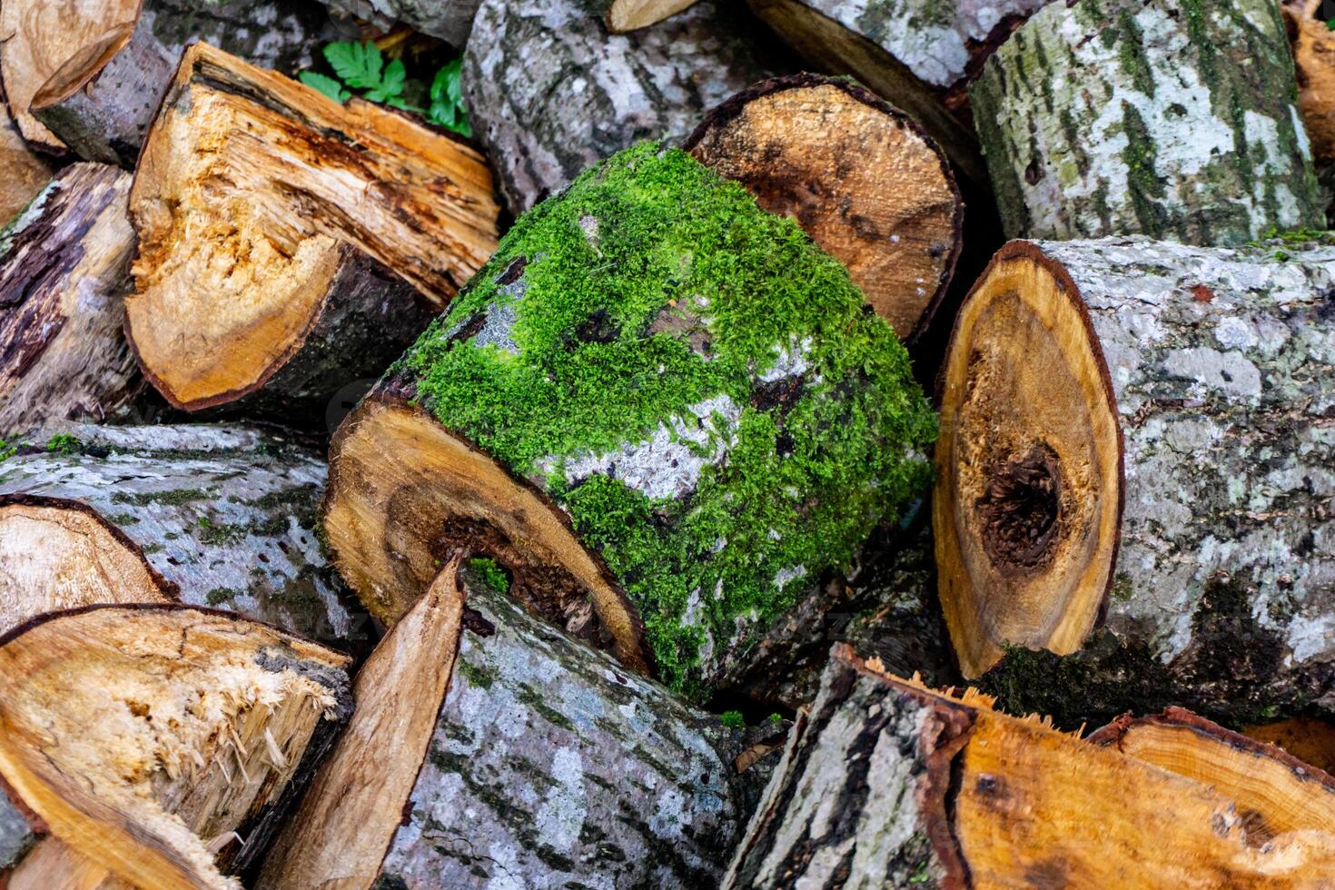 Tree trunk sawn into logs. Firewood preparation. Background of sawn trees. photo