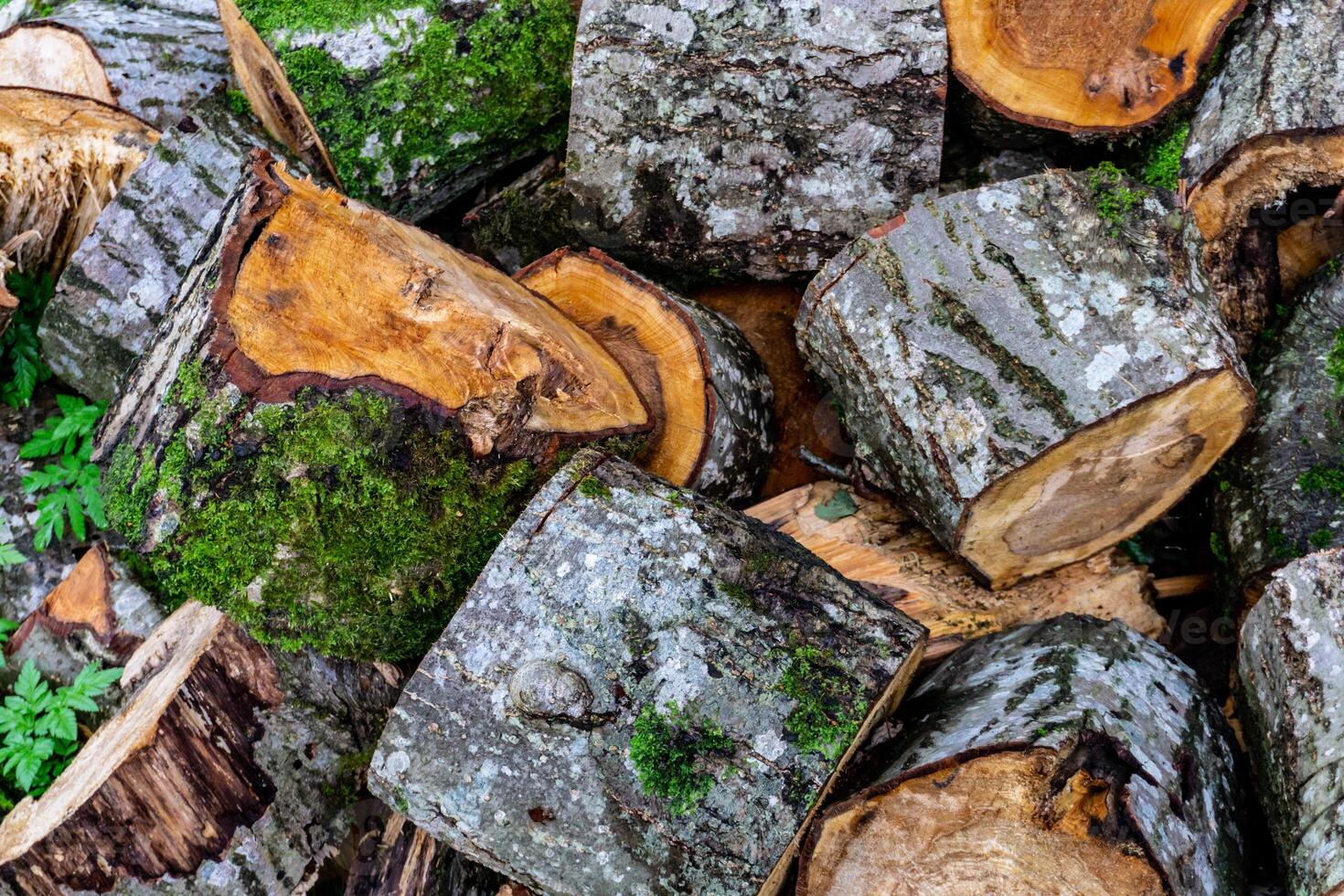 Tree trunk sawn into logs. Firewood preparation. Background of sawn trees. photo