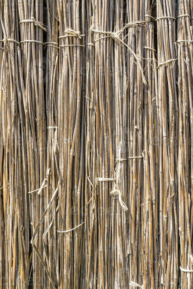 A background of dry reeds drawn by wire. Gray fence of dry stems. Dry thin reed in the wall. Reed Texture Close Up photo