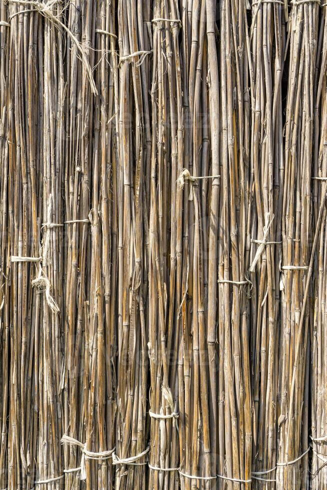A background of dry reeds drawn by wire. Gray fence of dry stems. Dry thin reed in the wall. Reed Texture Close Up photo