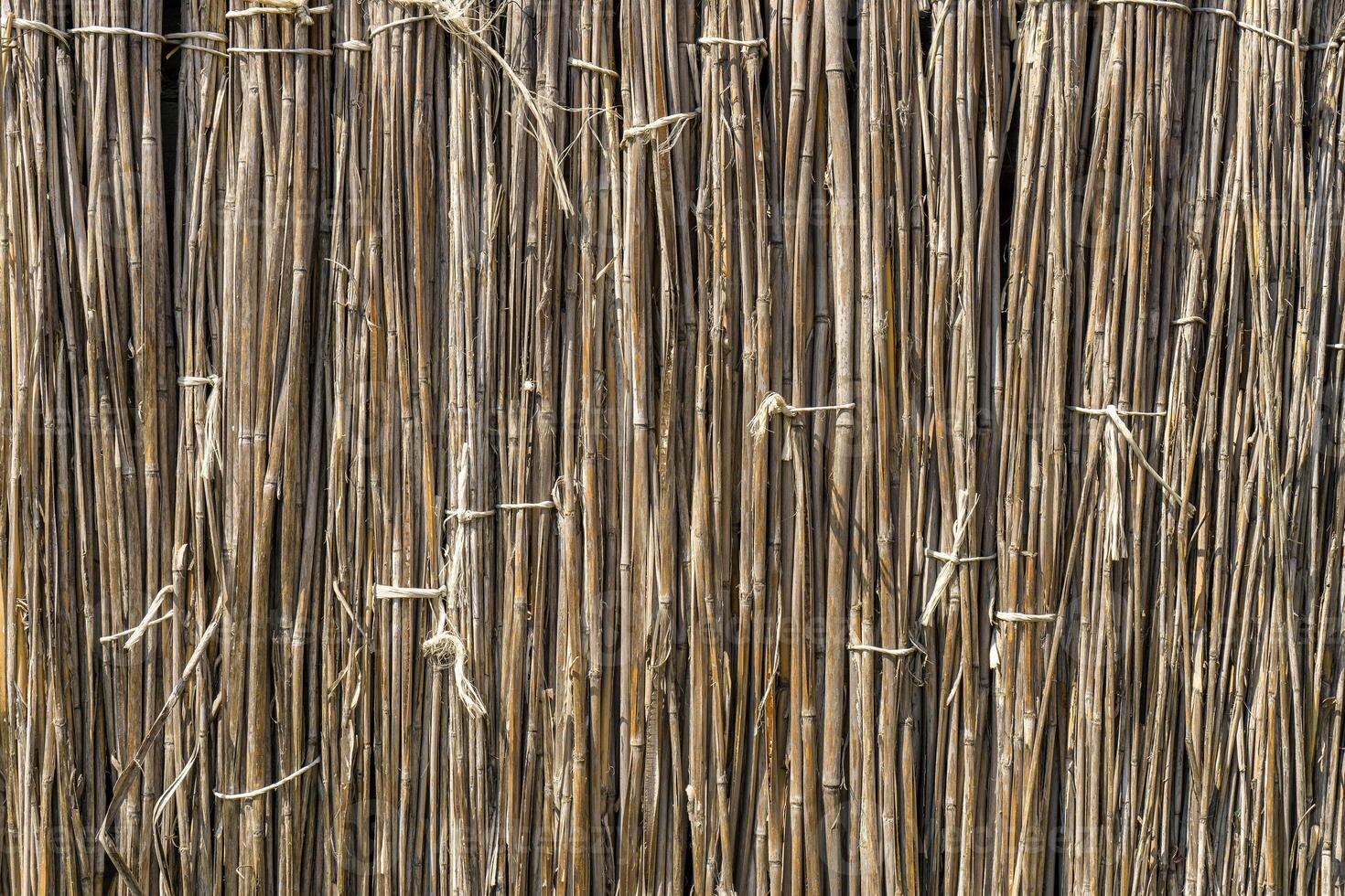 A background of dry reeds drawn by wire. Gray fence of dry stems. Dry thin reed in the wall. Reed Texture Close Up photo