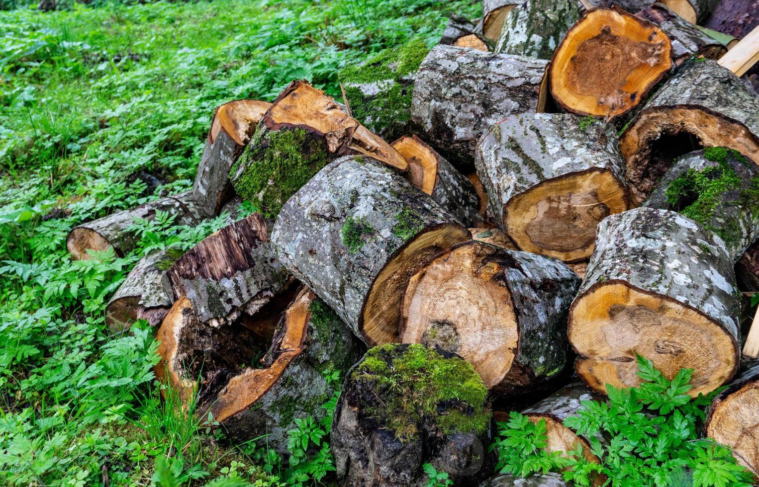 Tree trunk sawn into logs. Firewood preparation. Background of sawn trees. photo