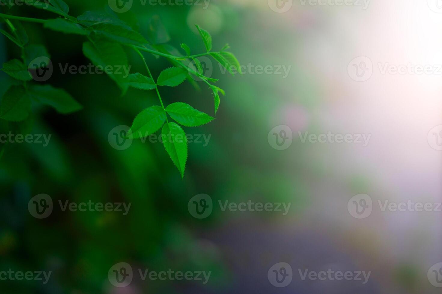 Fresh green leaves covering the wall. Natural green background from young green leaves. photo