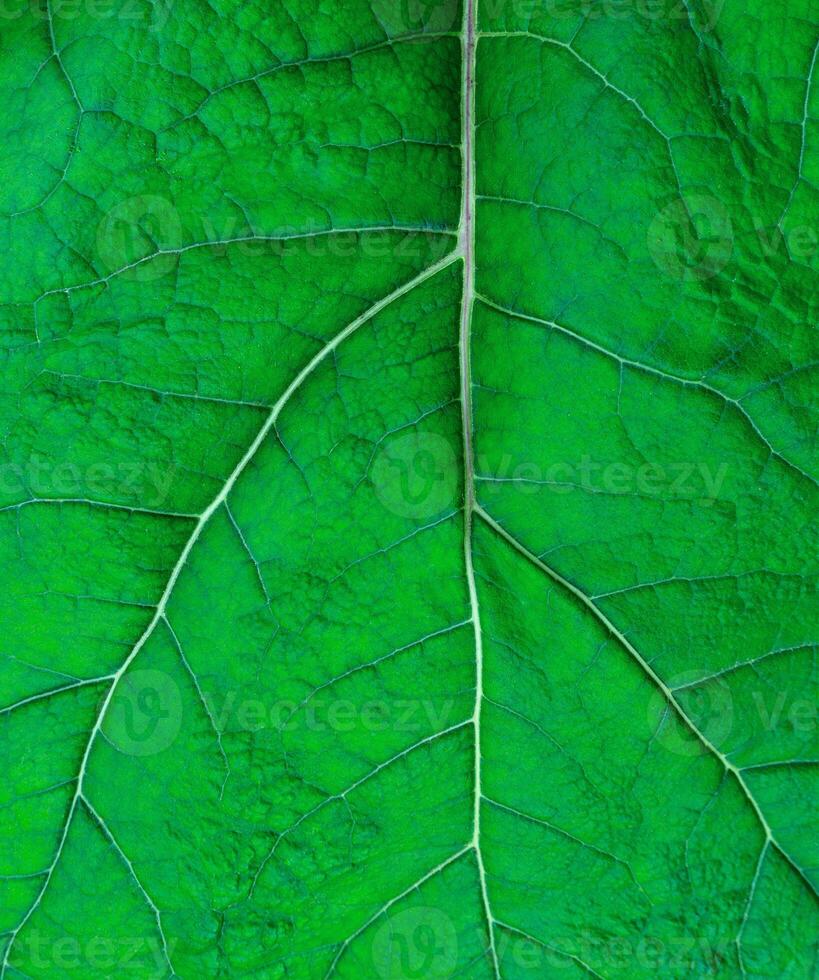 texture of a green leaf photo