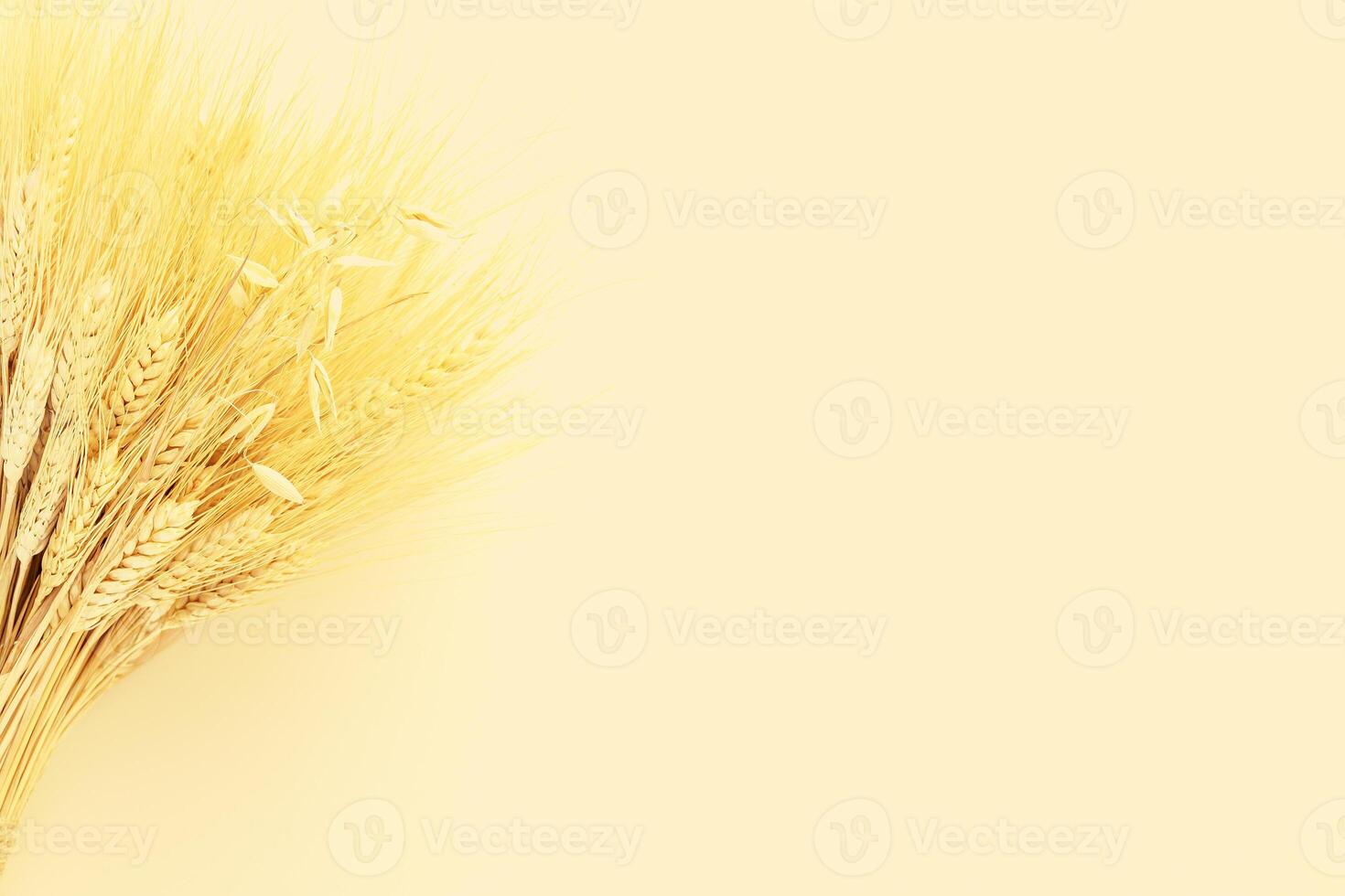 Bouquet of wheat and rye ears on a light background photo