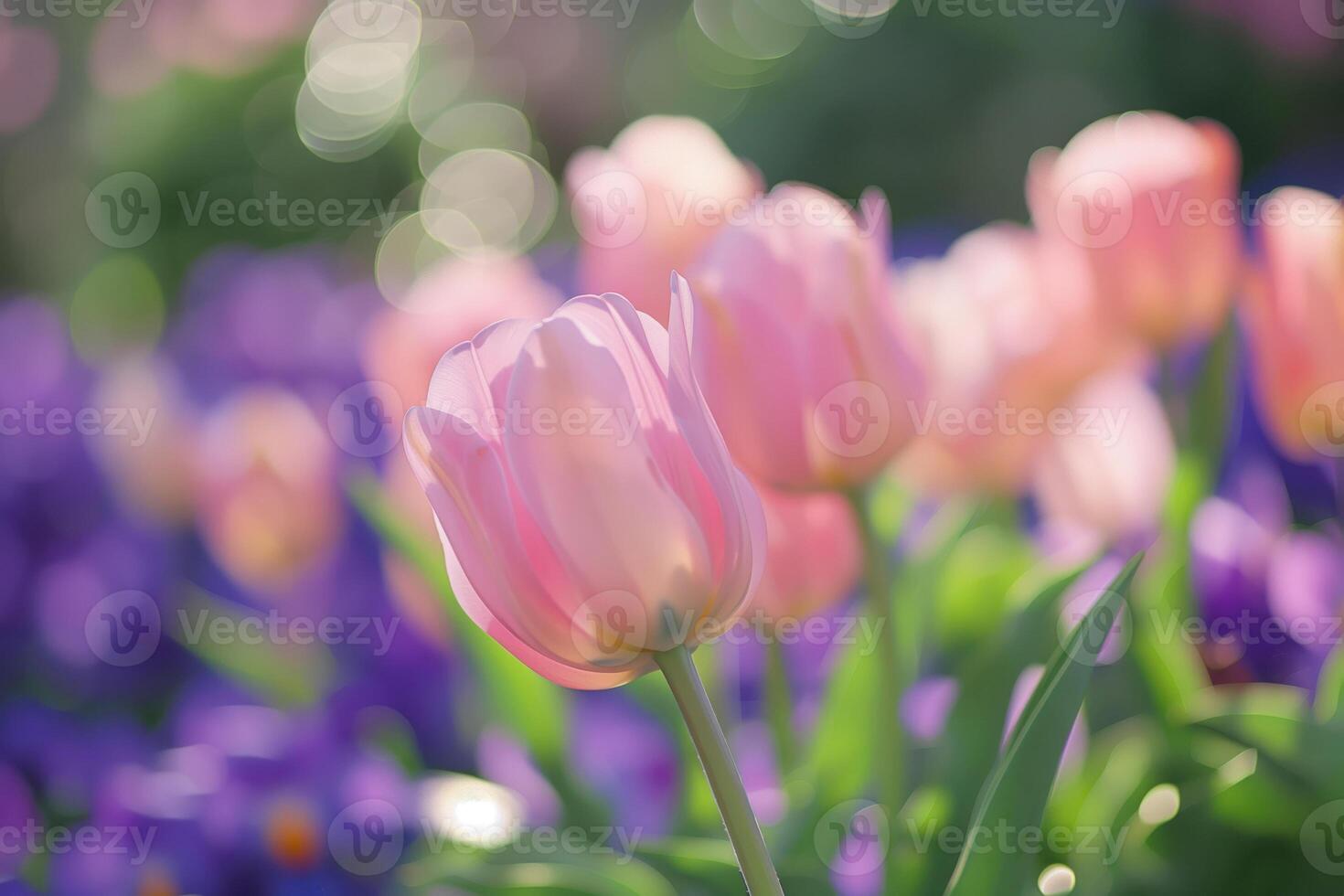 Close-up image of a spring pink tulip in the sunlight photo