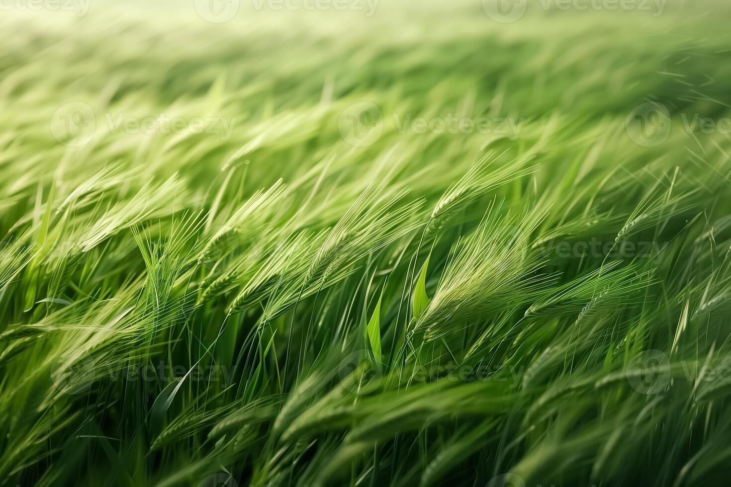 Summer landscape of a field of green wheat on a bright sunny day with combine harvester on the background photo