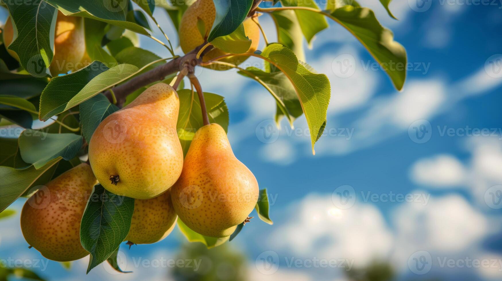 Close-up image of ripe pears on a tree branch against the background of bright blue sky photo